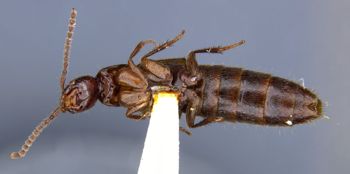 Media type: image;   Entomology 305327 Aspect: habitus ventral view